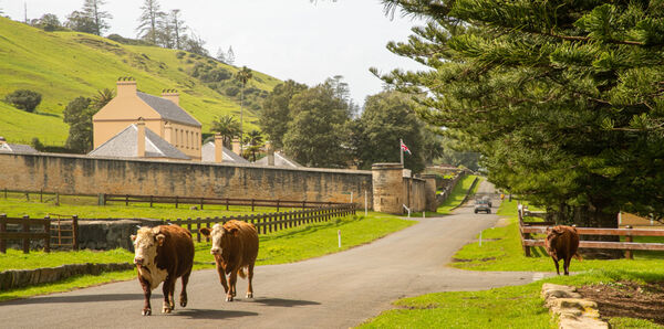 Cows roaming streets on Norfolk Island